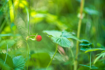 bright red strawberries in the summer forest. nature, sunlight