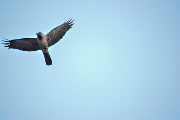 Free as a bird. Herring gull Larus argentatus winter plumage .