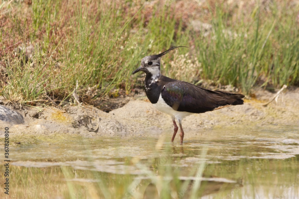 Poster Closeup of a bird sitting by a lake captured during the daytime in a forest