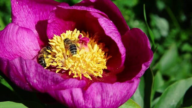 Honey bees in a pink Paeonia anomala flower collecting pollen - Extremadura, Spain