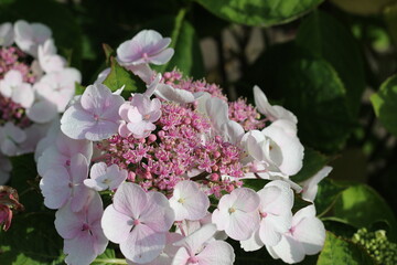 Hortensie