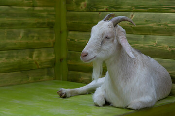 White goat lying on mat. Front top view. Farm