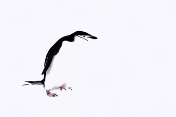 Chinstrap penguin (Pygoscelis Antarctica), Half Moon Island, South Shetland Island, Antarctic Peninsula