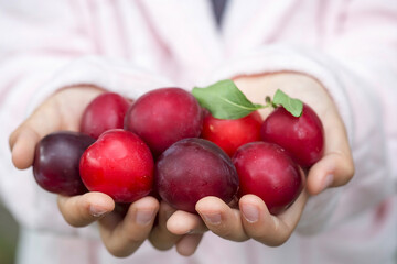 Young girl holding plums in hands 