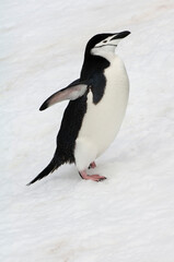 Fototapeta premium Chinstrap penguin (Pygoscelis Antarctica) walking, Half Moon Island, South Shetland Island, Antarctic Peninsula