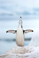 Chinstrap penguin (Pygoscelis Antarctica), Half Moon Island, South Shetland Island, Antarctic Peninsula - obrazy, fototapety, plakaty