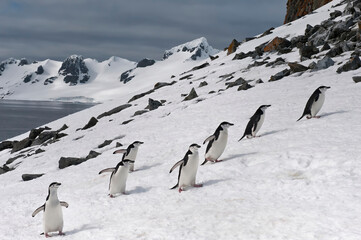 Chinstrap penguins (Pygoscelis Antarctica) walking up a glacial ice cap, Half Moon Island, South Shetland Island, Antarctic Peninsula