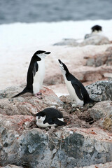Fototapeta premium Nesting chinstrap penguins (Pygoscelis Antarctica), Hydrurga rocks, Antarctic Peninsula