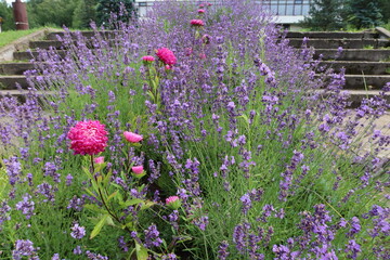 Naklejka premium Flowers in the camp