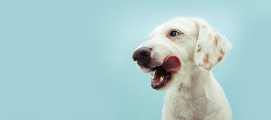 Banner hungry puppy dog licking with tongue its lips. Isolated on blue background.
