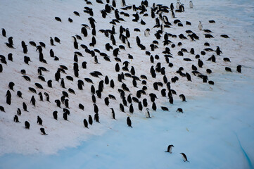 Group of Chinstrap penguins (Pygoscelis Antarctica) congregated on an iceberg, South Orkney Islands