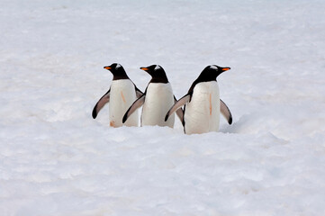 Fototapeta premium Gentoo Penguins (Pygoscelis papua) walking in deep snow, Cuverville Island, Antarctic Peninsula