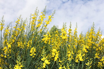 field of yellow flowers