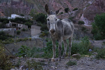 Burro pastando en Iruya