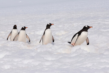 Fototapeta premium Gentoo Penguins (Pygoscelis papua) walking in deep snow, Cuverville Island, Antarctic Peninsula