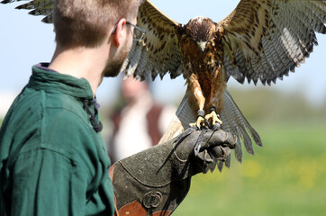 Falkner h&auml;lt einen Falken mit ausgebreiteten Fl&uuml;geln auf der Hand im Lederhandschuh