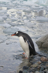 Obraz premium Gentoo Penguin (Pygoscelis papua) on the beach, Cuverville Island, Antarctic Peninsula