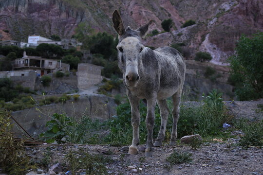 Burro pastando en Iruya