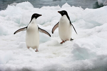 Fototapeta na wymiar Two Adelie Penguins (Pygoscelis adeliae) on the ice shelf, Brown Bluff, Peninsula Antarctica