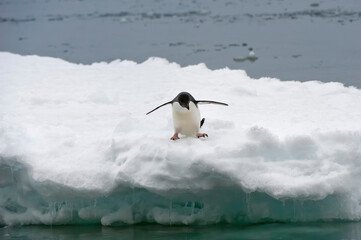 Adelie Penguin (Pygoscelis adeliae) on the ice shelf, Brown Bluff, Peninsula Antarctica