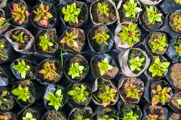 Tiny Plants placed in various round flower pots at a nursery green house.