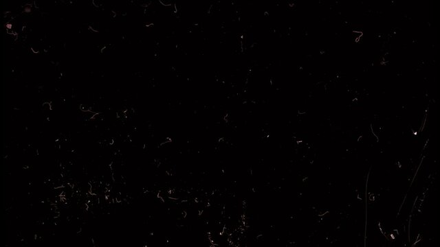 Screen of a Vintage TV with scratches and damage. Old Film Effect, Retro film. Black and white screen with rounded edges and damaged film tape. Distortion Dirt and Scratches and Light Leaks.