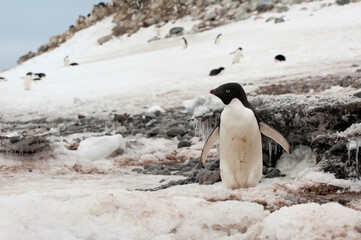 Naklejka premium Adelie Penguin (Pygoscelis adeliae), Paulet Island, Erebus and Terror Gulf, Antarctic peninsula