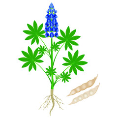 Parts of a lupine plant with roots and beans.