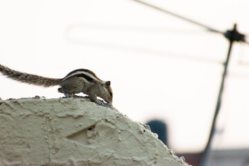 Cute red squirrel in autumn park on stump.