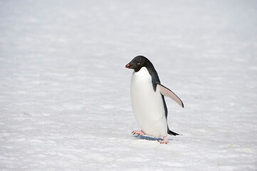 Fototapeta premium Adelie Penguin (Pygoscelis adeliae), Paulet Island, Erebus and Terror Gulf, Antarctic peninsula