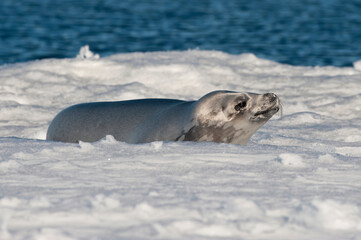 Naklejka premium Crabeater seal (Lobodon carcinophagus) resting on ice floe, Weddell Sea, Antarctica