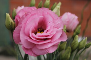 Obraz premium pink rose flower