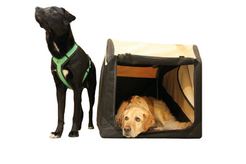 Zwei ausgebildete Schulhunde warten auf den Einsatz und blicken mit treuen Augen. Das Foto ist freigestellt-