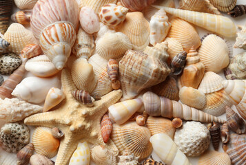 Different seashells and starfish as background, closeup