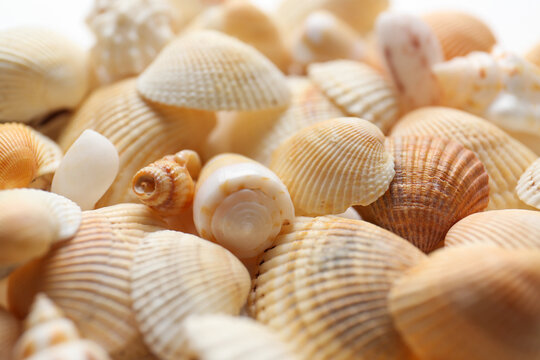 Many beautiful seashells as background, closeup view