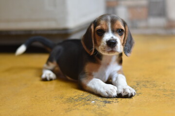 Dog Social - closeup of a beagle puppy on a yellow blur background, Cute Beagle puppy 