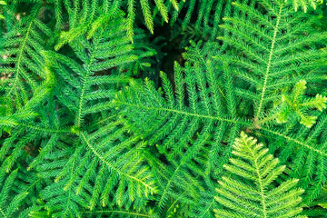 Background Pattern of Araucaria Luxurians plant leaves. Endangered plants.