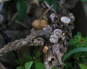 Bird Nest Fungus 