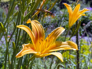Daylily Hemerocallis 'Bandit Man‘ (Hemerocallis Hybride 'Bandit Man‘), Die Taglilie...