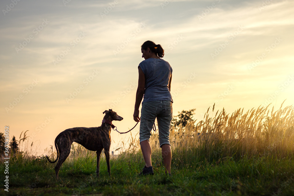 Wall mural woman walking with her dog during sunset at summer. pet owner with greyhound enjoying walk outdoors