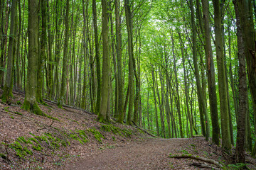 Amazing lush and green summer forest in Soderasen national park, Scania southern Sweden. Woodland photography