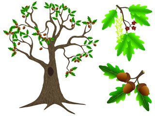 Parts of an oak tree on a white background.