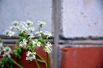 White inflorescences with leaves on the background of a blurred wall.