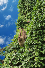 A sloth hangs on a branch among green leaves against a blue sky © 977_rex_977