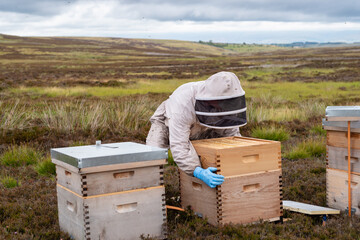 Heather Honey Bee Hives Bee Keeper inspecting hives on Heather Fells, shallow depth of field.