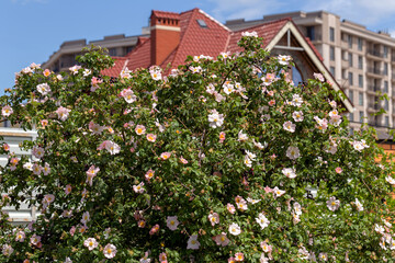 Large bush of wild rose, rose hips during blooming pink flowers. Summer flower background
