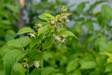 Unripe raspberries on the bush.