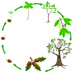 Cycle of a oak plant growth isolated on white background. © zxczxc80