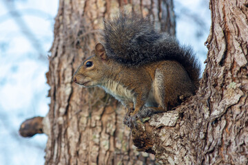 squirrel on a tree