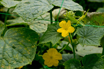 Yellow flowers of cucumber in the garden. Close-up.
